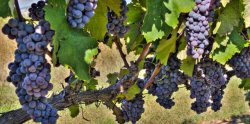 Greek Wine Tasting - Exclusive to HRN Members