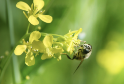 Chef's Table Tasting Experience - World Honey Bee Day